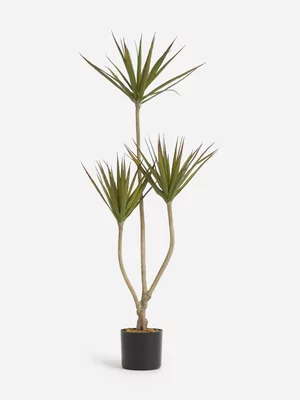 Jet Home Tall Dragon Tree