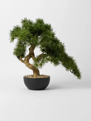 Bonsai Greeting Pine In Plastic Pot 52 x 44cm