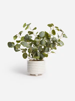 Jet Home Ceramic Eucalyptus Ripple Pot Plant