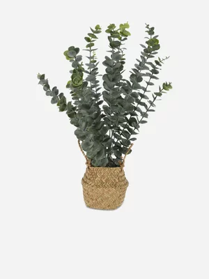 H & S Collection Plant Eucalyptus In Basket