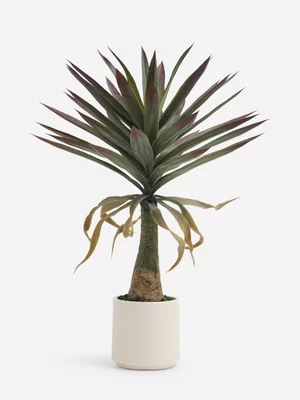 Jet Home Sisal Yucca Small Plant