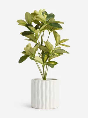 Jet Home Ceramic Pot Umbrella Tree