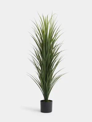 Jet Home Large Bushy Dracaena Plant In Pot