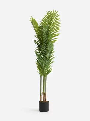 Jet Home Tall Parlor Palm Tree With Moss