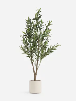 Jet Home Olive Tree