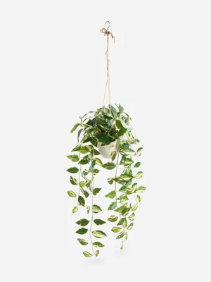 Jet Home Variegated Hanging Plant